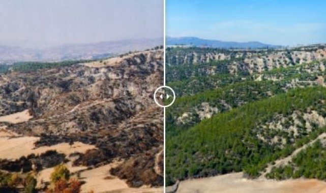 Yanan ormanlar küllerinden yeşerdi