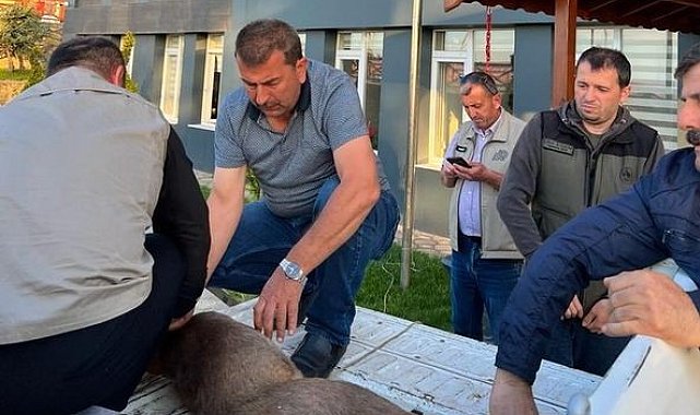 Yaralı karacaya ormancılar sahip çıktı