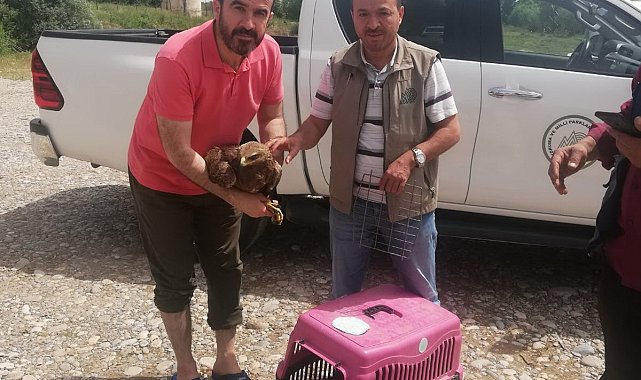 Yaralı kartal ve dağ keçisi ekiplere teslim edildi
