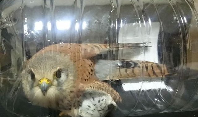 Yaralı Kerkenez tedavi altına alındı