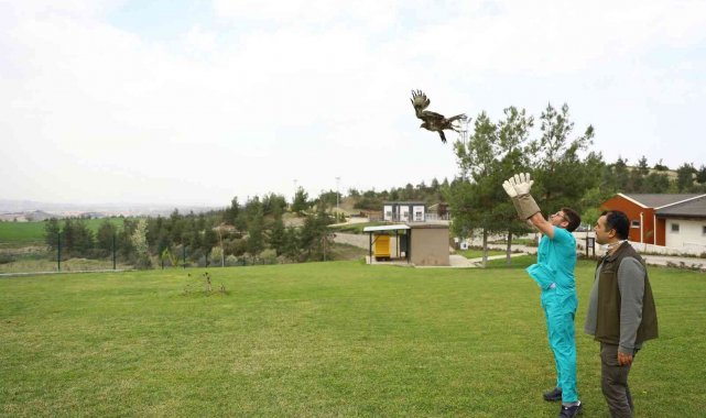 Yaralı kızıl şahin tedavi edildikten sonra doğaya bırakıldı