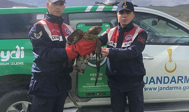 Yaralı şahine jandarma sahip çıktı