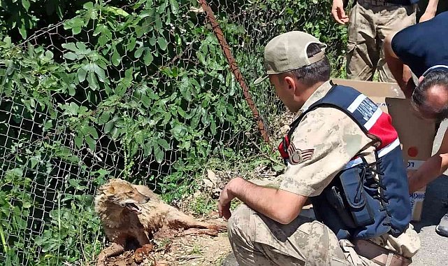 Yaralı tilki jandarma tarafından kurtarıldı