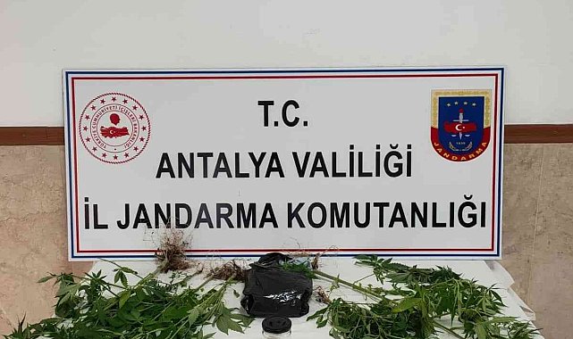 Yasadışı kenevir ekimine operasyon