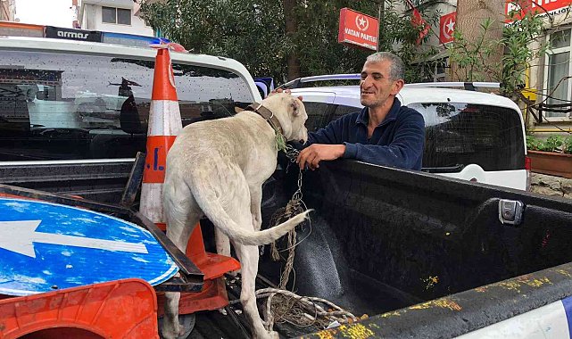 Yasaklı ırk köpeği direğe bağlayıp kaçtılar