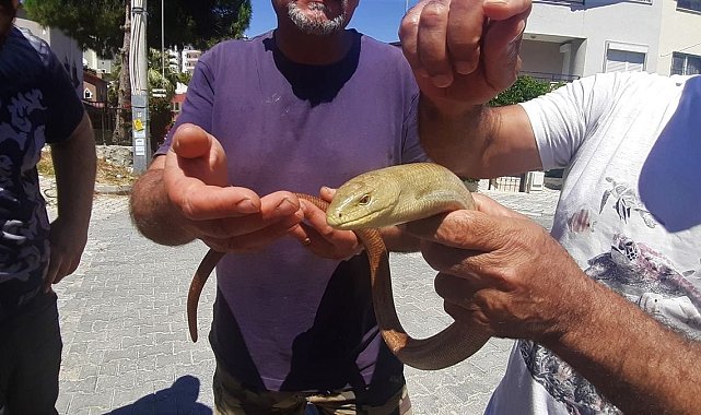 Yaşam alanları azalan oluklu kertenkelelerine dikkat çekildi