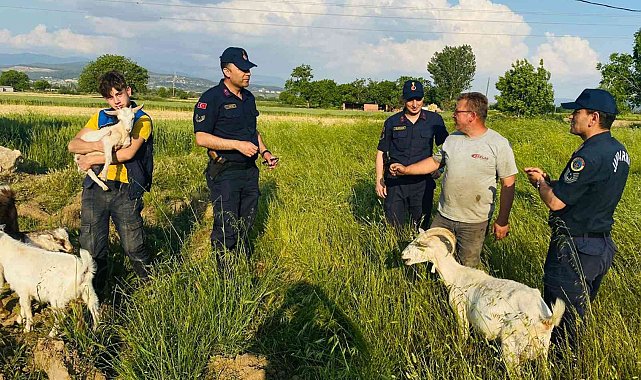 Yatağan'da hayvan hırsızlığı