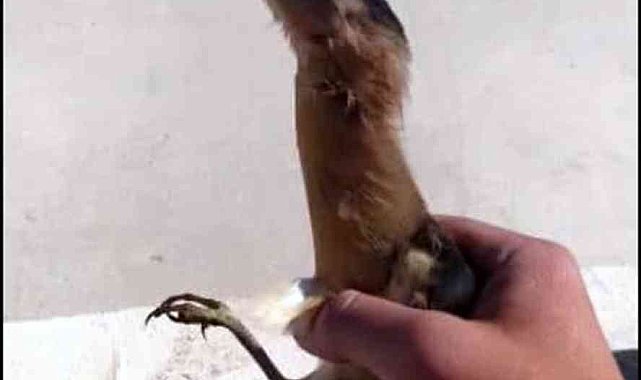 Yavru Balaban kuşu tekrar doğaya bırakıldı