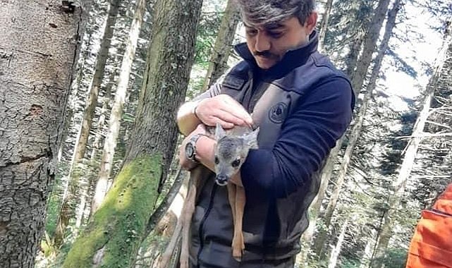 Yavru karacaya ormancı şefkati