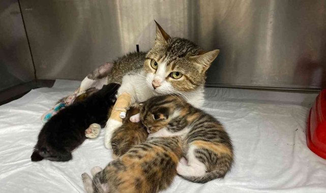 Yeni doğum yapan kedinin ayağına tuğla düştü, yavrularıyla birlikte ameliyata alındı