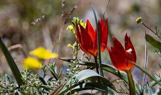 Yılda bir kez açıyor, koparılmasının cezası 109 bin lira