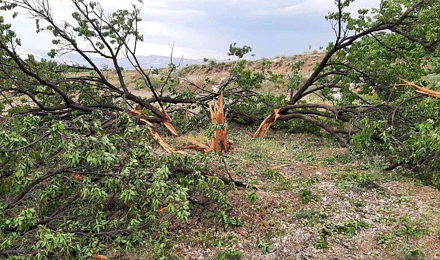 Yıldırım düşen ağaç parçalandı