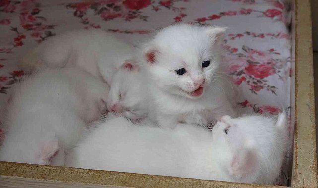 Yılın en güzel Van kedisinin sevimli yavruları