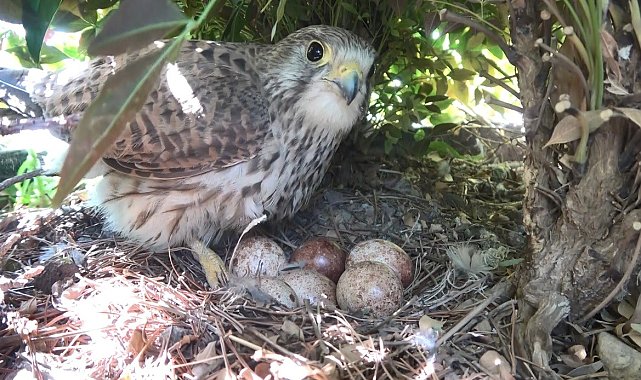 Yırtıcı kuş iş yerine yuva yaptı, her gün yılan ve fare taşıyor