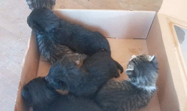 Yola bırakılan 5 kedi yavrusuna duyarsız kalmadı