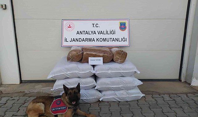 Yolcu otobüsünde 210 kilogram kaçak tütün ele geçirildi