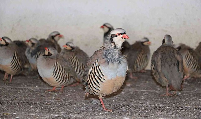 Yozgat'ta bu yıl üretilen 16 bin keklik farklı illerde doğaya salınacak