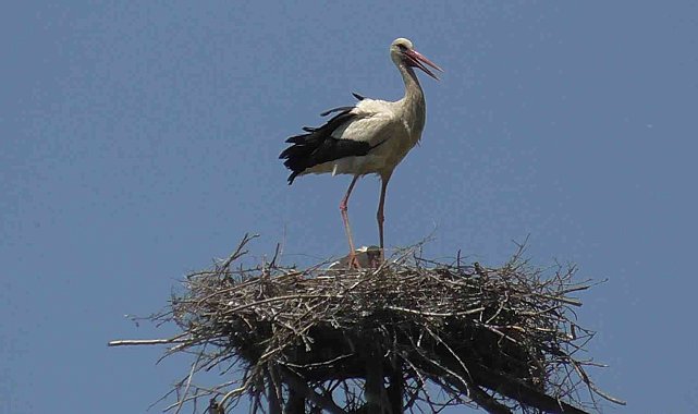 Yüksek gerilim hatlarına yuva yapan leylekler akıma kapılma tehlikesi yaşıyor
