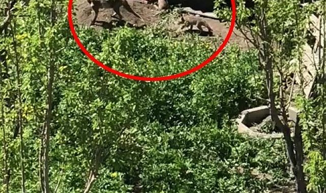 Yüksekova'da ilçe merkezine inen tilki yavrularıyla görüntülendi