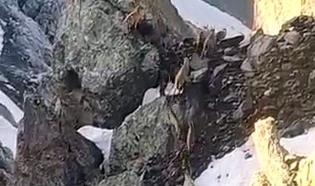 Yüksekova'da sürü halinde dağ keçileri görüntülendi