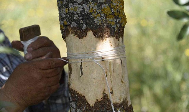 Yunusemre&#039;de 2022 yılı aşılama çalışmaları başladı