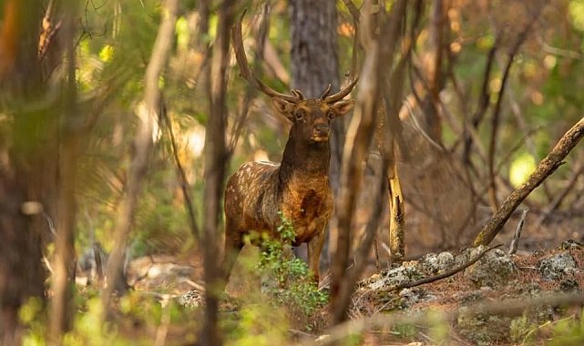Yüzyıllardır Milli Park'ta yaşıyorlar
