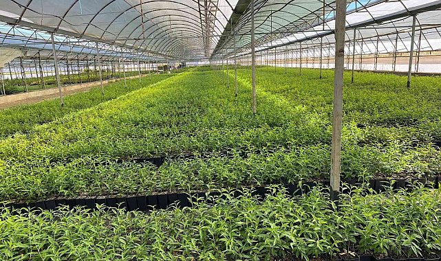 Zeytincilik yeni çeşitlerle gelişiyor