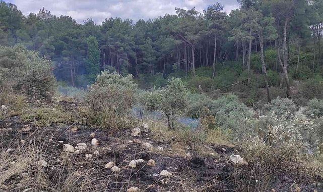 Zeytinlik alanda çıkan yangın ormana sıçramadan söndürüldü