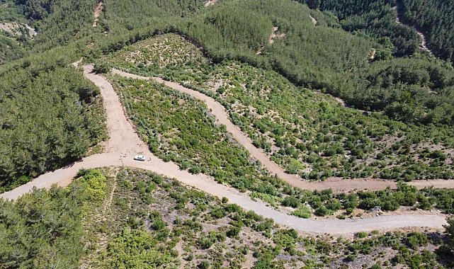 10 yıl önce yanan alan yeniden ormana dönüştü