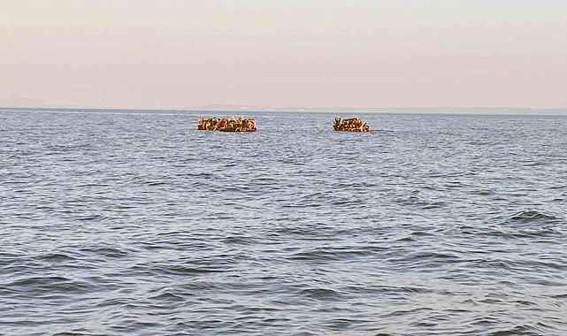 104 düzensiz göçmen kurtarıldı
