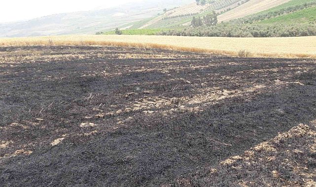 12 dönüm buğday ekili tarla yandı