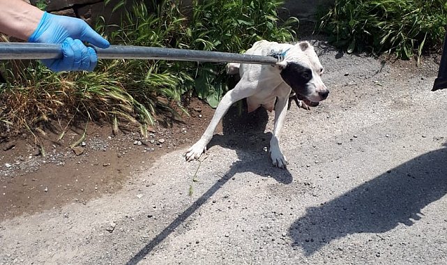 12 pitbul cinsi köpek bulundu