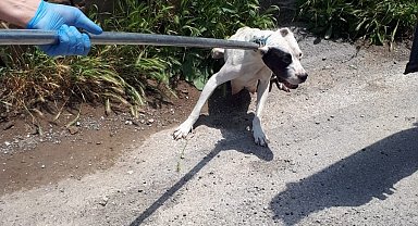 12 pitbul cinsi köpek bulundu