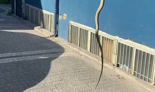 2 metrelik yılan, korku dolu anlar yaşattı