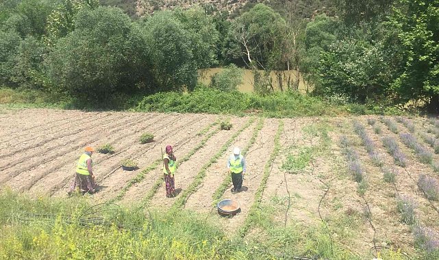 200 bin adet kekik fidanı toprakla buluştu