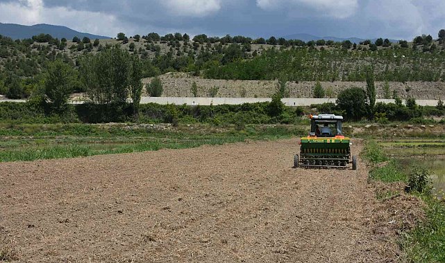 'Tosya pirinci' damlama sulama yöntemi ile yetişecek