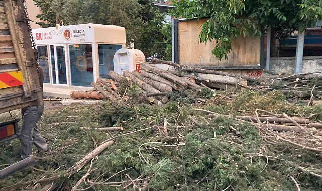 40 yıllık çam ağaçlarının kesilmesine mahalleliler tepkili