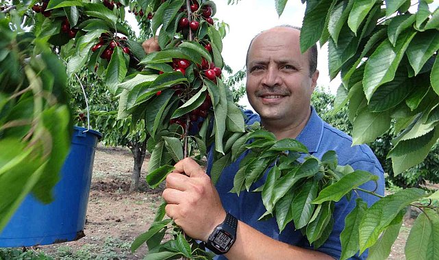 5 ülkeye ihracatı yapılan &#039;Napolyon&#039; cinsi kirazın hasadına başlandı