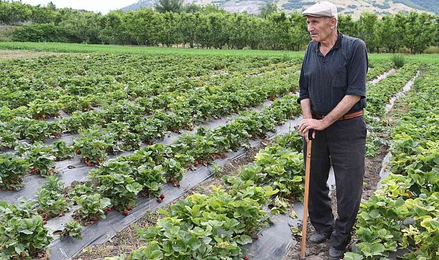 72 yaşındaki çilek üreticisinden gençlere çağrı