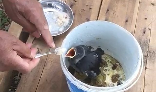 76 yaşındaki Akif Amca, yavru kargayı bebek gibi besliyor