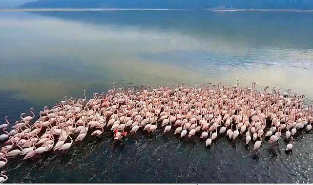 Acıgöl'de flamingolar böyle görüntülendi