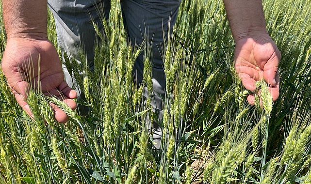 Açıklanan hububat fiyatları