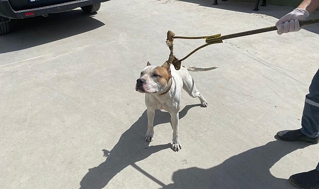Adana'da 6 ayda 80 kişiye 549 bin 613 lira yasaklı köpek cezası