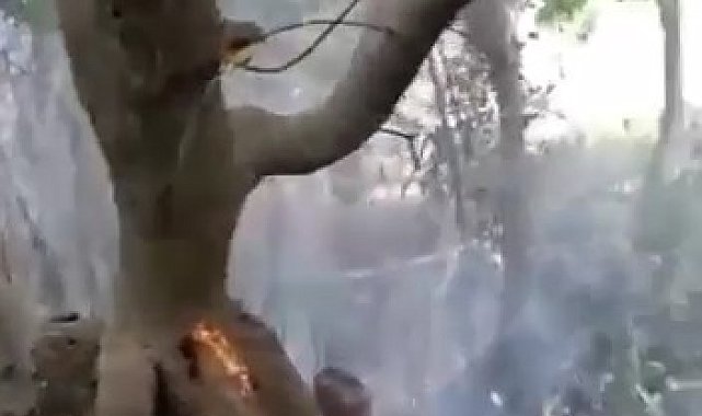 Adıyaman'da bahçe yangını korkuttu