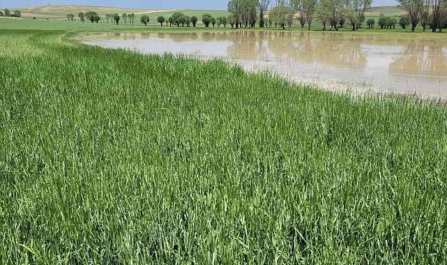 Afyonkarahisar'da ekili tarım arazileri zarar gördü
