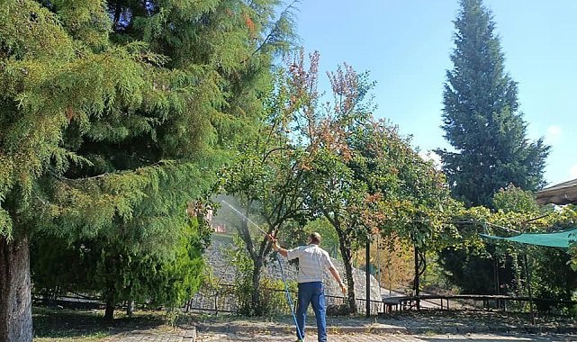 Ağaçlardan meyve yemeyin