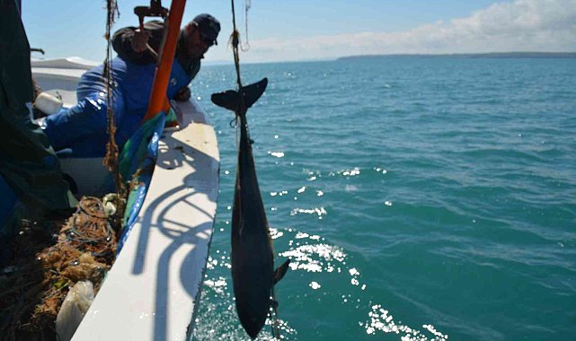 Ağlara takılan akustik cihazlar, yunusların hayatını kurtaracak