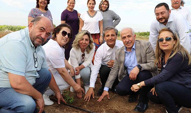 Akdeniz'de şeker otu yetiştirilecek