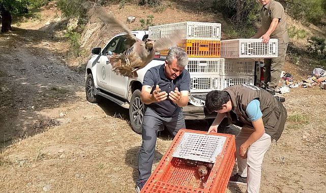 Akhisar ve Gördes&#039;te bin adet keklik doğaya salındı