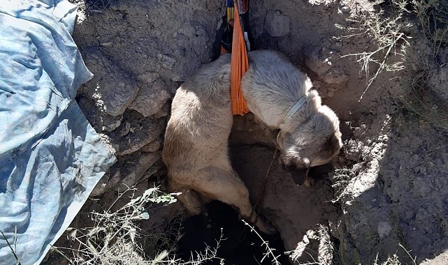Aksaray'da 4 metrelik kuyuya düşen köpeği AFAD kurtardı